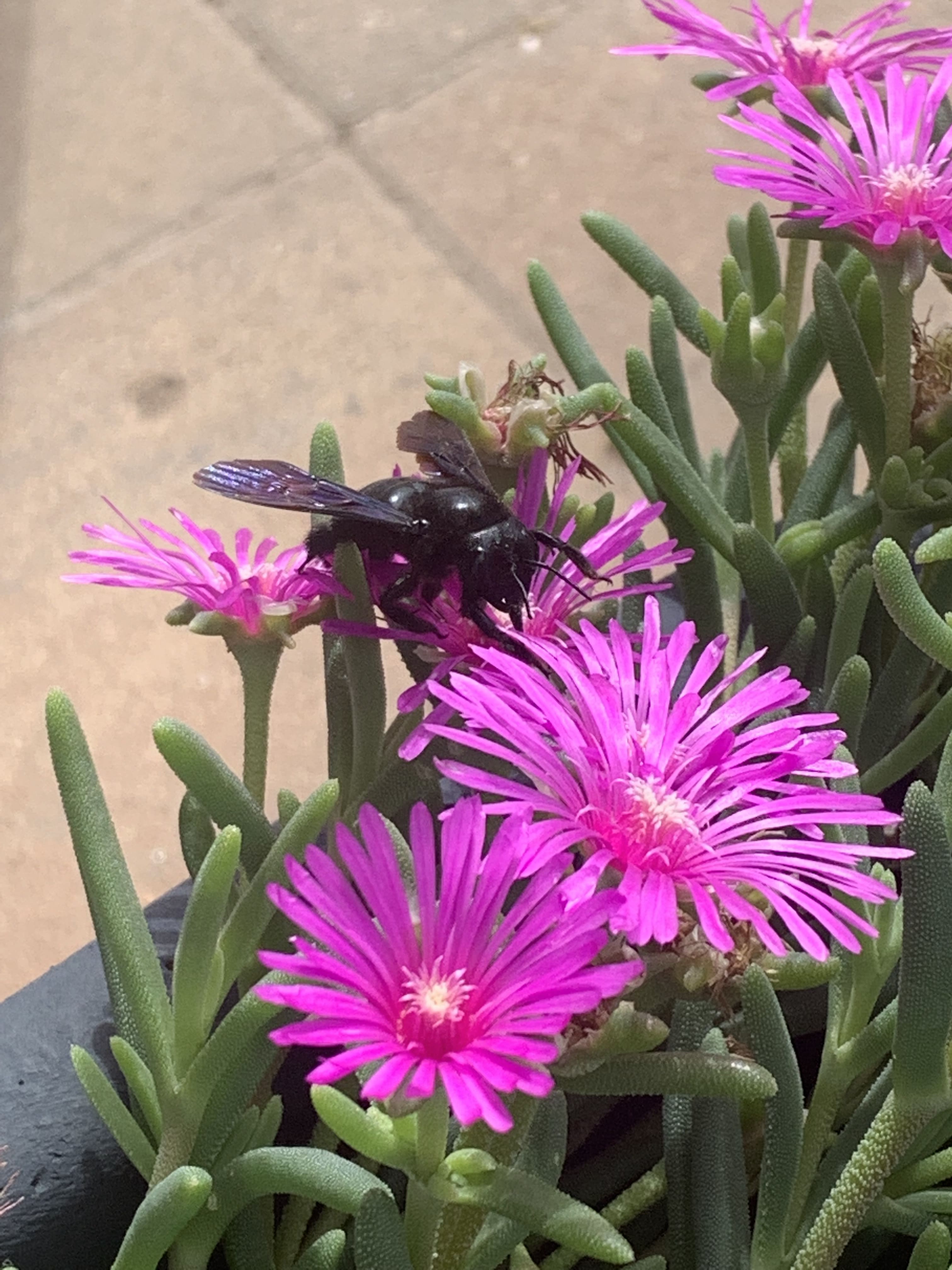 Beach Bar Havana plaža beach