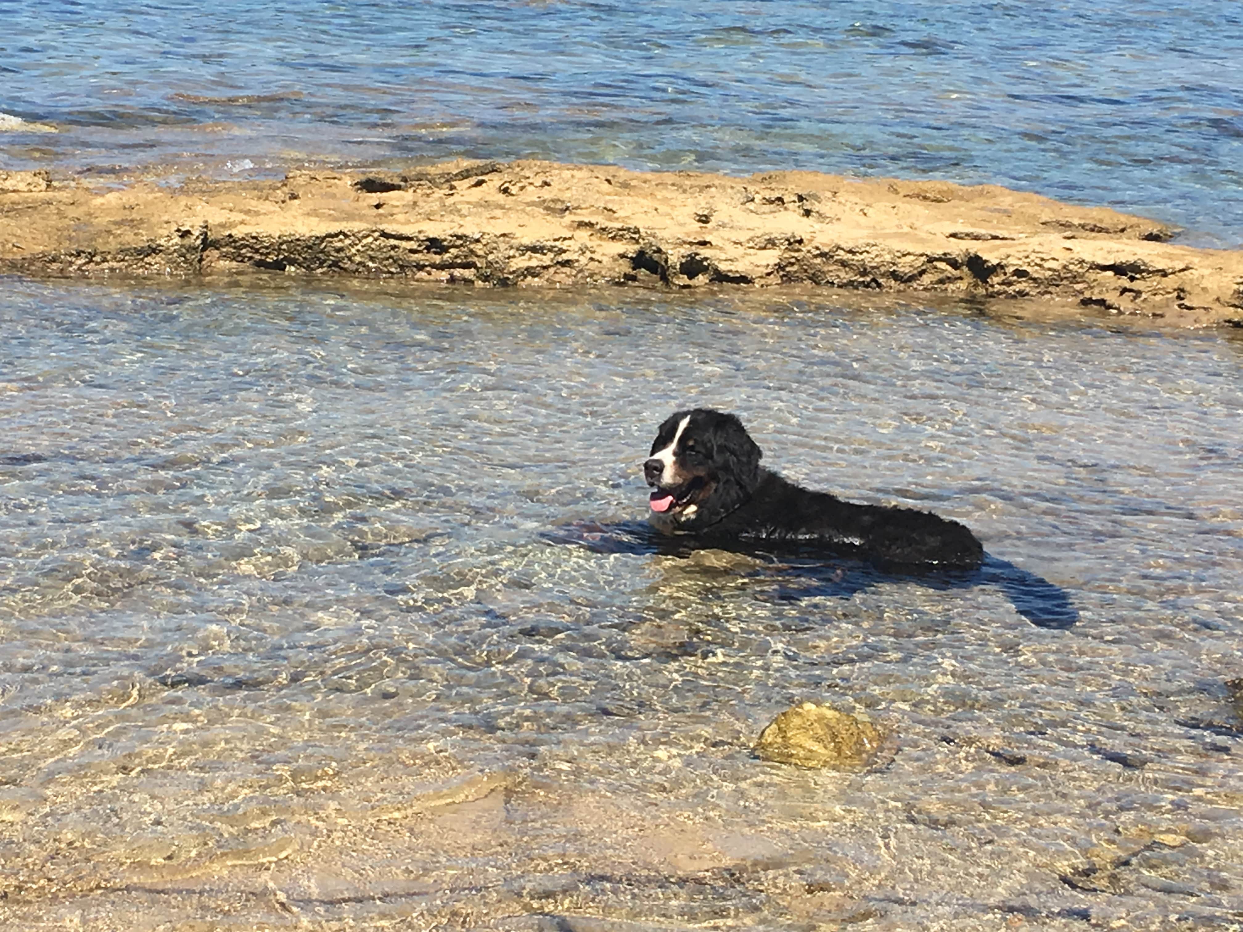 Beach Bar Havana ljubimci pets