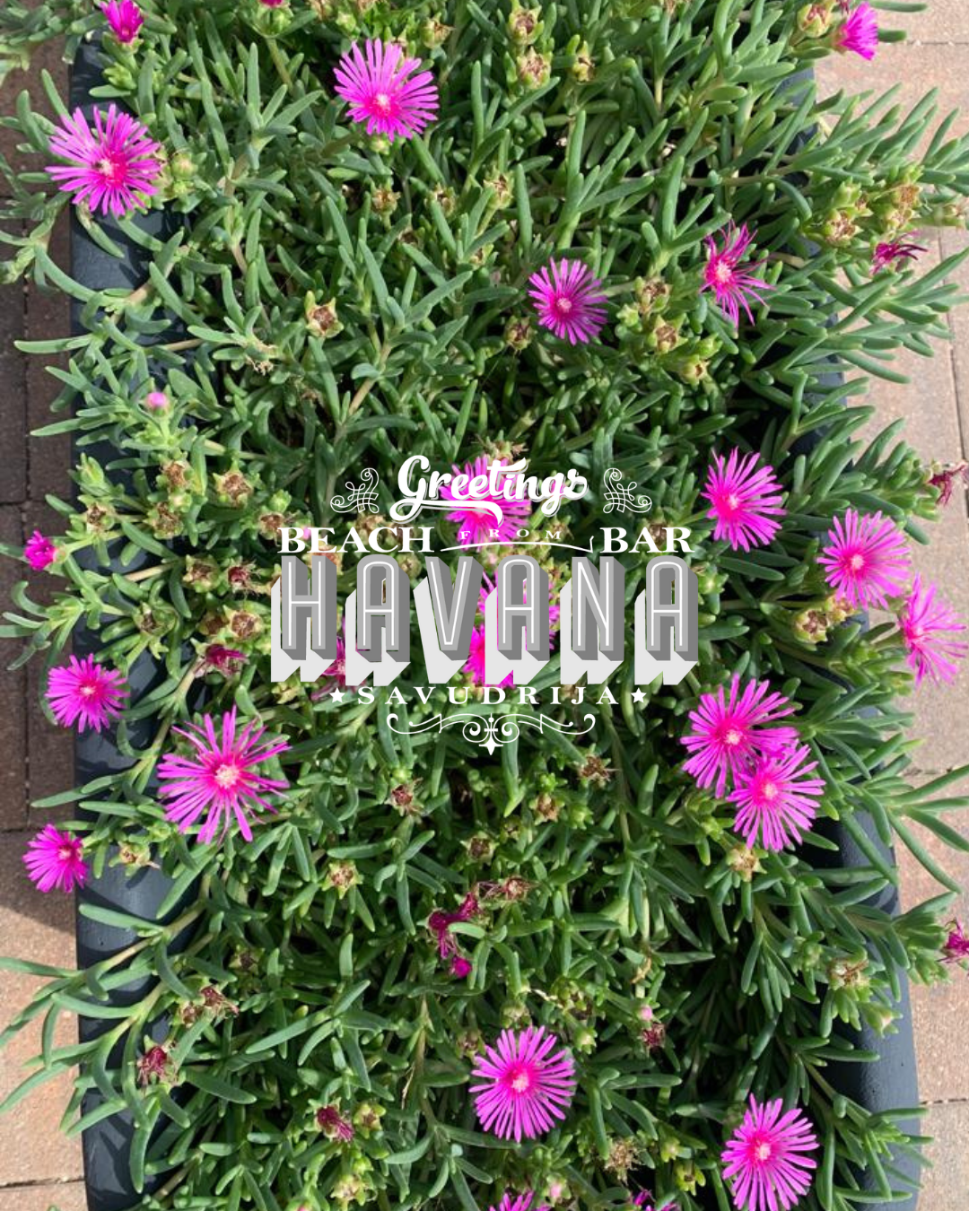 Beach Bar Havana kokteli aperitif cocktails